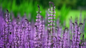 lavender field image