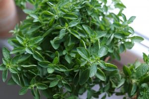 Read more about the article Oregano Oil Home Remedy