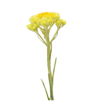 dōTERRA Helichrysum Essential Oil 5ml