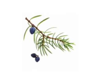 dōTERRA Juniper Berry Essential Oil - 5ml